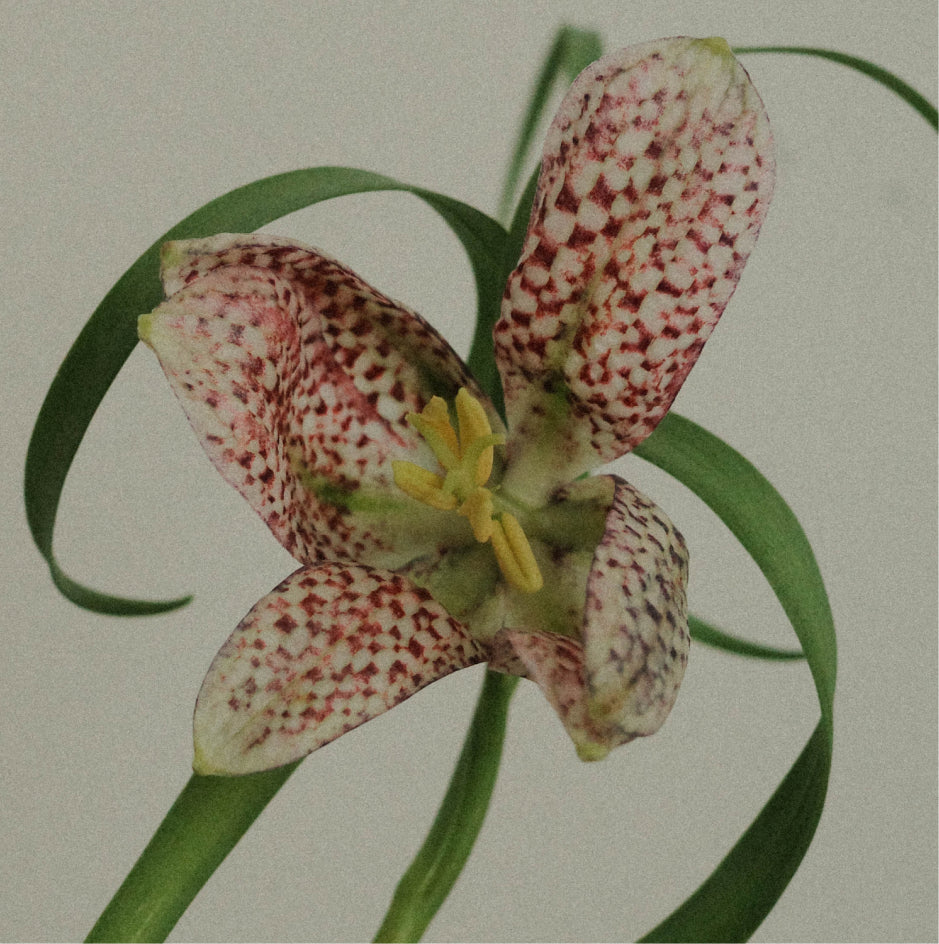 A close-up of a spotted lily flower with pale pink to off-white petals covered in red mottled spots, green narrow leaves, and a yellow center, photographed against a plain light background.